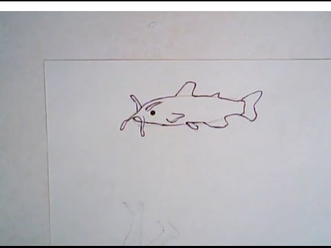 480x360 How To Draw A Catfish - Catfish Drawing Step By Step