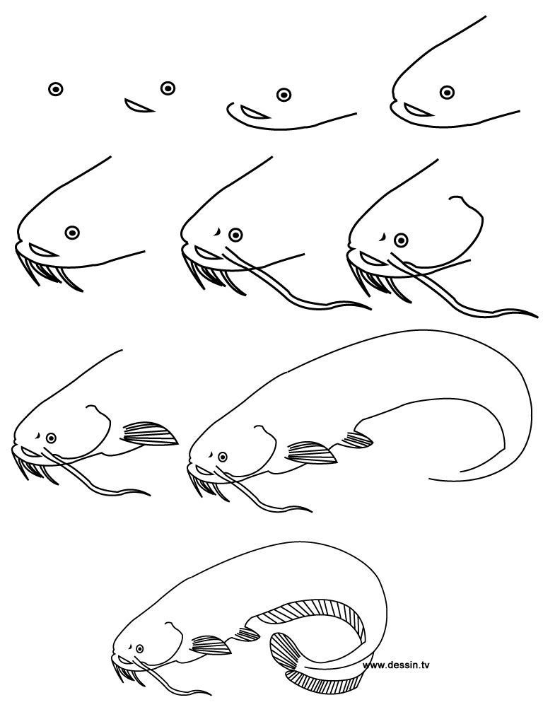 768x1024 Learn How To Draw A Catfish With Simple Step - Catfish Drawing Step By Step