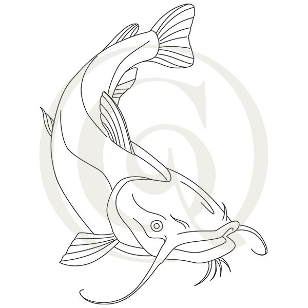 Catfish Line Drawing at Explore collection of