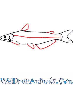 300x350 How To Draw A Blue Catfish - Catfish Line Drawing