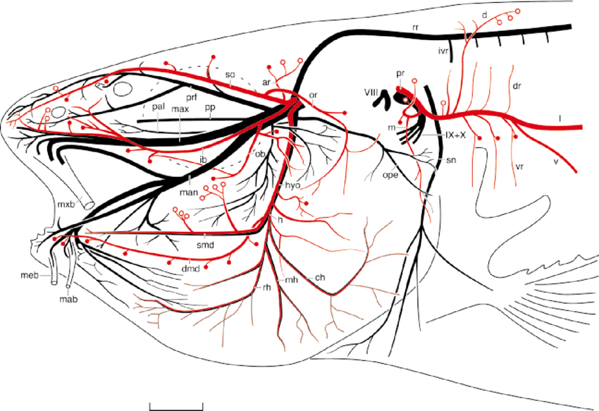850x583 Camera Lucida Drawing Of A Sudan Black Preparation Of Another - Catfish Line Drawing