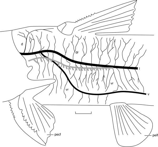 600x560 Camera Lucida Drawing Of The Trunk Of A Juvenile Channel Catfish - Catfish Line Drawing