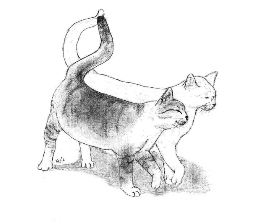 900x749 cat love drawing cats love d - Cats In Love Drawing