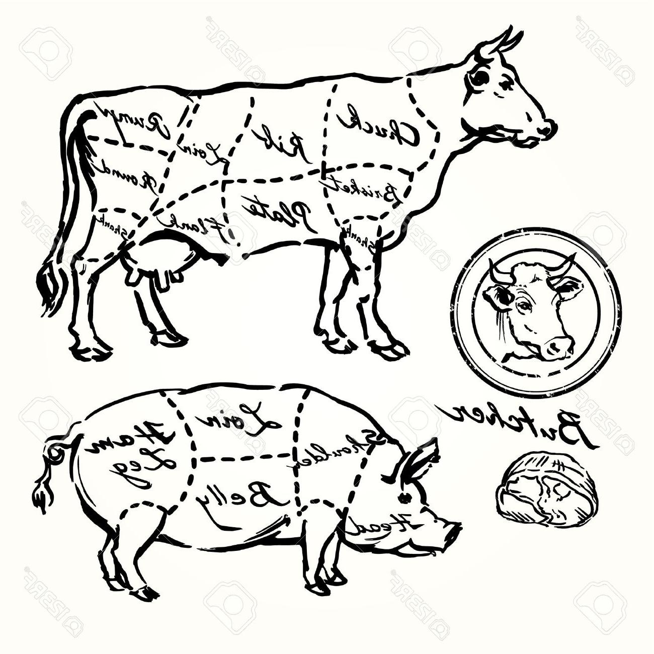 1300x1300 hd beef cattle drawing image - Cattle Drawing