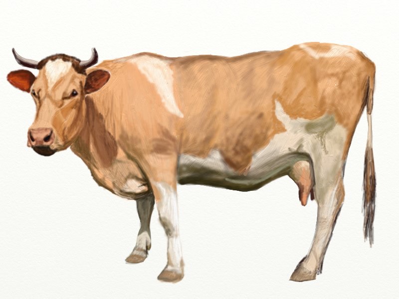 800x600 How To Draw A Cow - Cattle Drawing