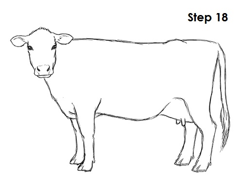 500x386 How To Draw A Cow - Cattle Drawing