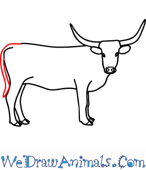 300x350 how to draw a longhorn cattle - Cattle Drawing