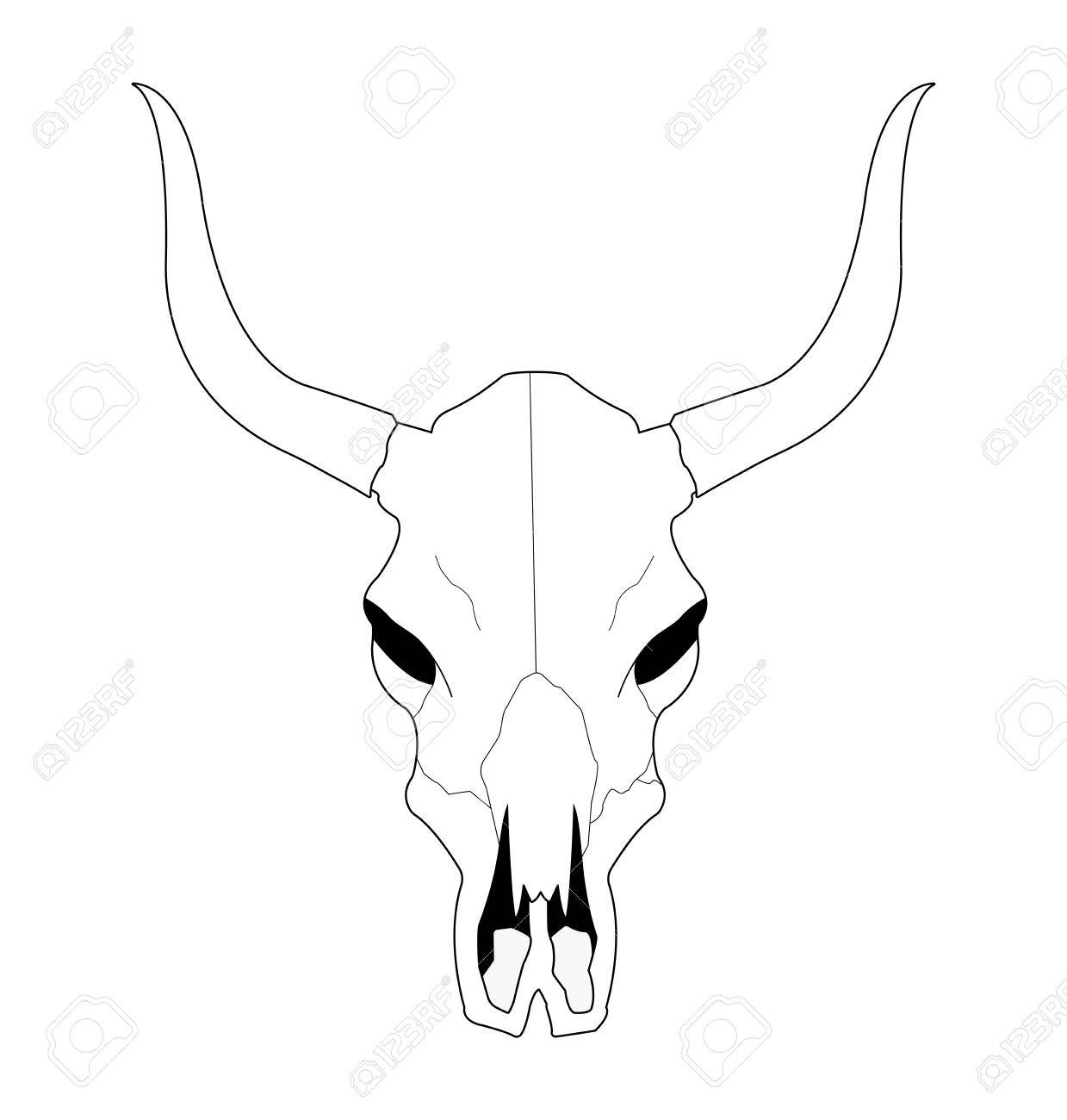 Cattle Skull Drawing at PaintingValley.com | Explore collection of ...