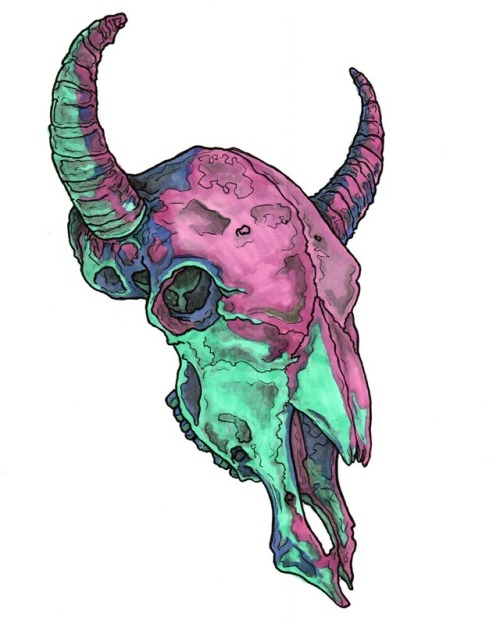 500x623 Cow Skull Drawing Tumblr - Cattle Skull Drawing