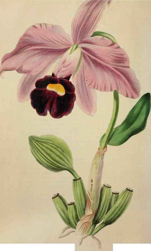 483x800 Cattleya Orchid Drawing - Cattleya Orchid Drawing