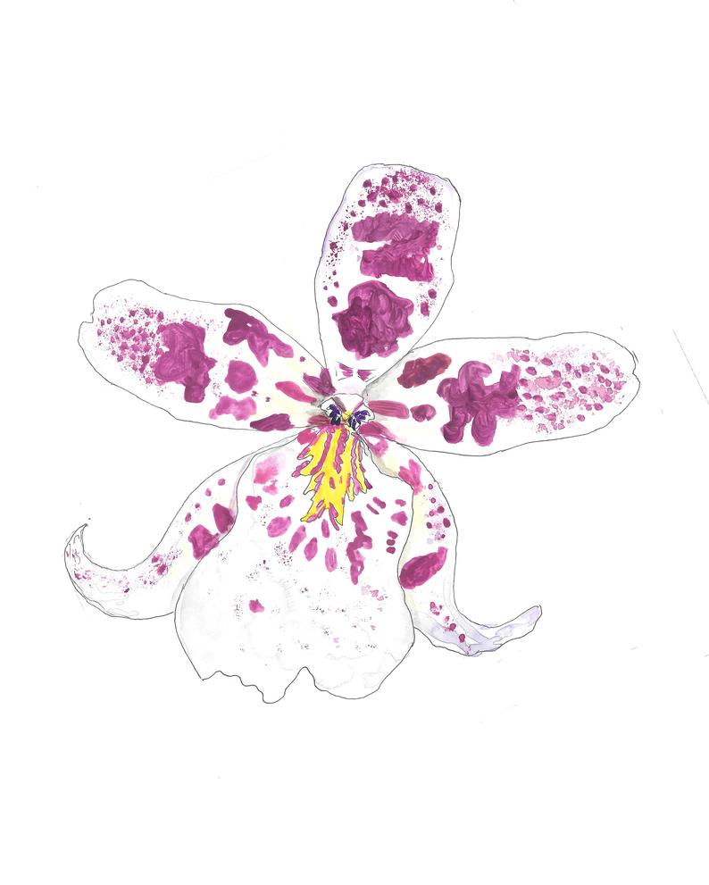 794x991 Cattleya Orchid Hand Drawn Watercolor Illustration Etsy - Cattleya Orchid Drawing