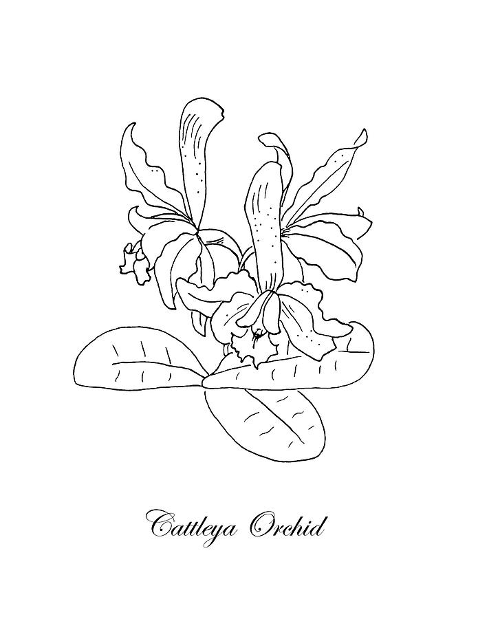 695x900 Cattleya Orchid Botanical Drawing - Cattleya Orchid Drawing