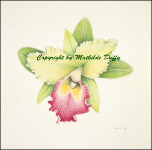302x298 Flowers Mathilde Duffy, Artist - Cattleya Orchid Drawing