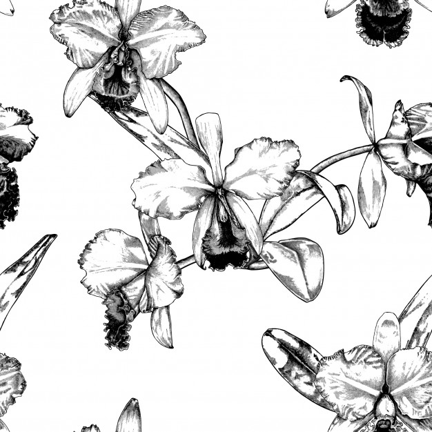 626x626 Hand Drawn Cattleya Orchid Flower Pattern Background Vector - Cattleya Orchid Drawing