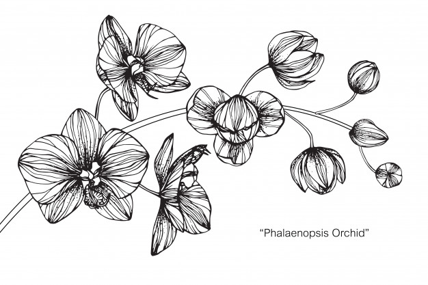 626x417 Orchid Vectors, Photos And Free Download - Cattleya Orchid Drawing