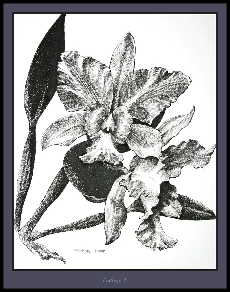 809x1024 the world's best photos of cattleya and penandink - Cattleya Orchid...