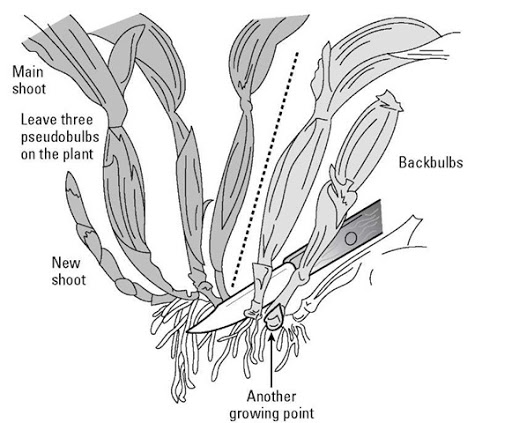 512x423 two, four, six, eight, let your orchids propagate multiplying - Cattleya Orchid Drawing