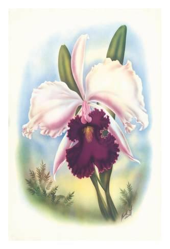 333x488 White Cattleya Orchid Hawai'i - Cattleya Orchid Drawing