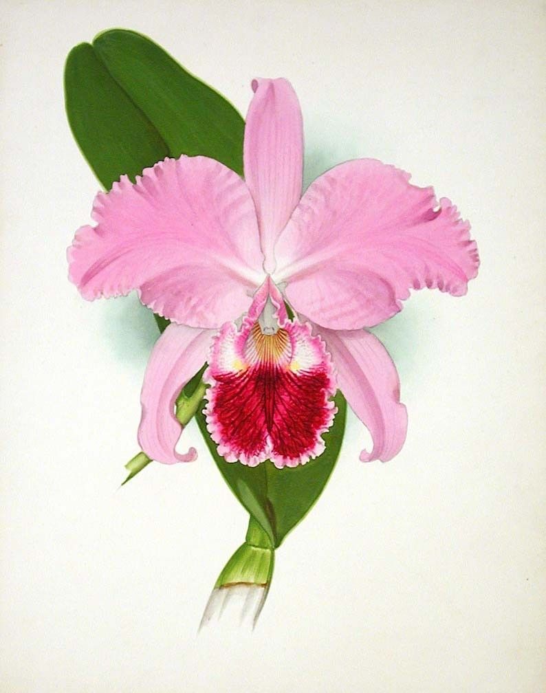 Cattleya Orchid Drawing at Explore collection of