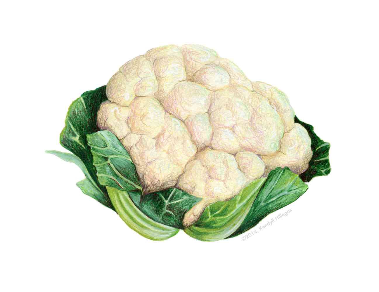 1297x1000 Cauliflower Drawing Pic Drawing Skill - Cauliflower Drawing