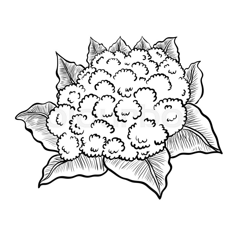 800x800 Cauliflower Drawing Pics Drawing Skill - Cauliflower Drawing