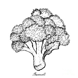 300x300 Cauliflower Drawings Fine Art America - Cauliflower Drawing