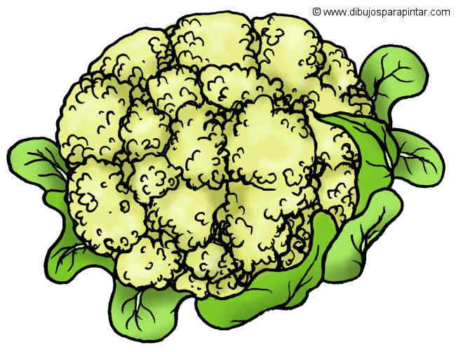 Cauliflower Drawing at Explore collection of