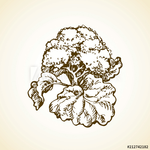 500x500 Cauliflower Vector Drawing - Cauliflower Drawing