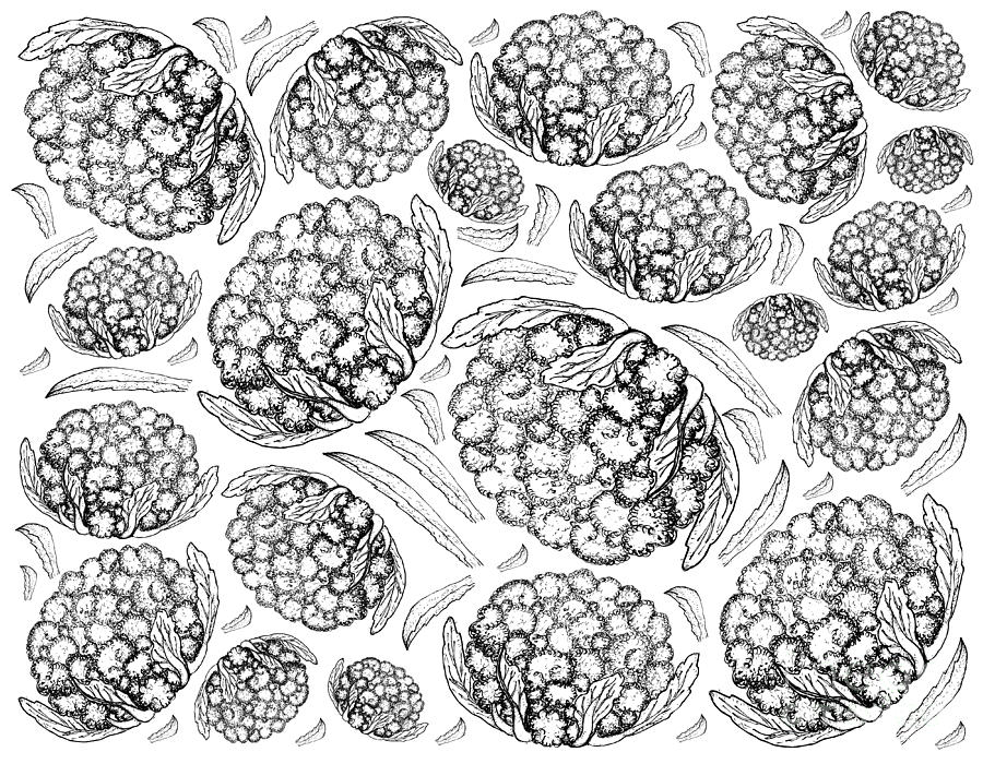 900x700 Hand Drawn Of Fresh White Cauliflower Background Drawing - Cauliflower Drawing