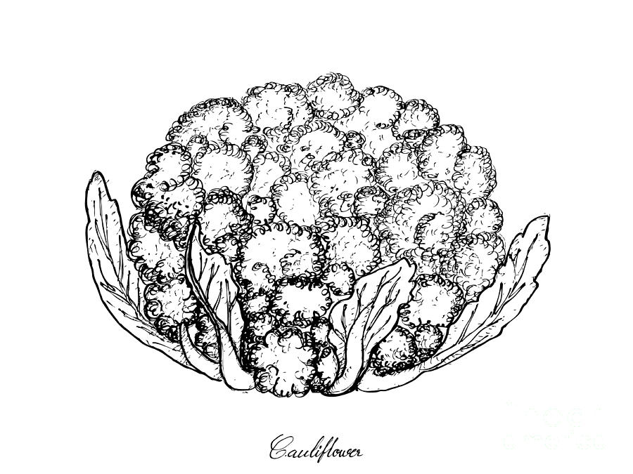 900x675 Hand Drawn Of Fresh White Cauliflower On White Background - Cauliflower Drawing