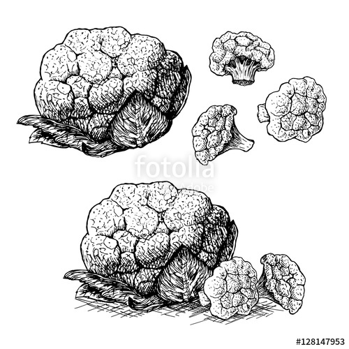 500x500 Hand Drawn Set Of Cauliflower Vector Sketch Stock Image - Cauliflower Drawing