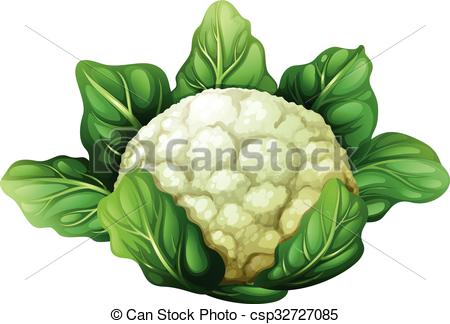 450x324 Huge Collection Of 'cauliflower Drawing' Download More Than - Cauliflower Drawing