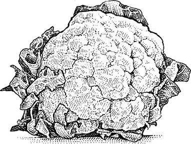 382x289 Managerial Econ A Cauliflower Bubble - Cauliflower Drawing