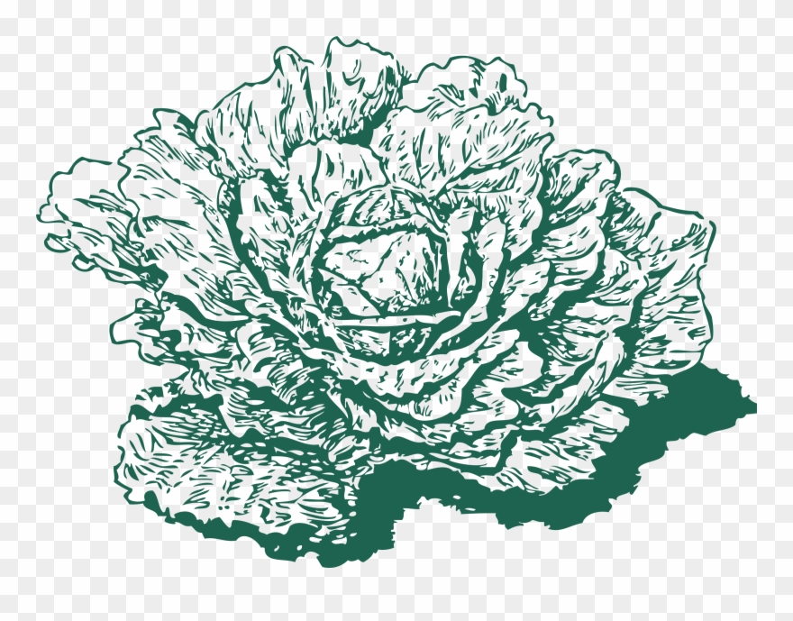 880x689 red cabbage leaf vegetable cauliflower - Cauliflower Drawing