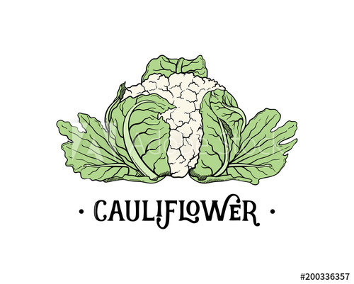 500x401 cauliflower hand drawn drawing herb garden fresh green vegetable - Cauliflower Drawing