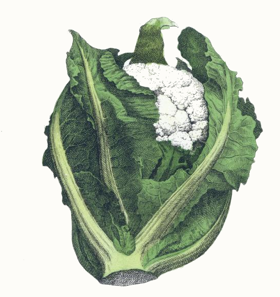547x579 Cauliflower Drawing - Cauliflower Drawing