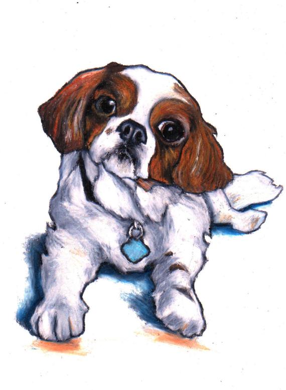 570x777 cavalier king charles spaniel custom drawing commission a etsy - Cavalier King Charles Spaniel Drawing