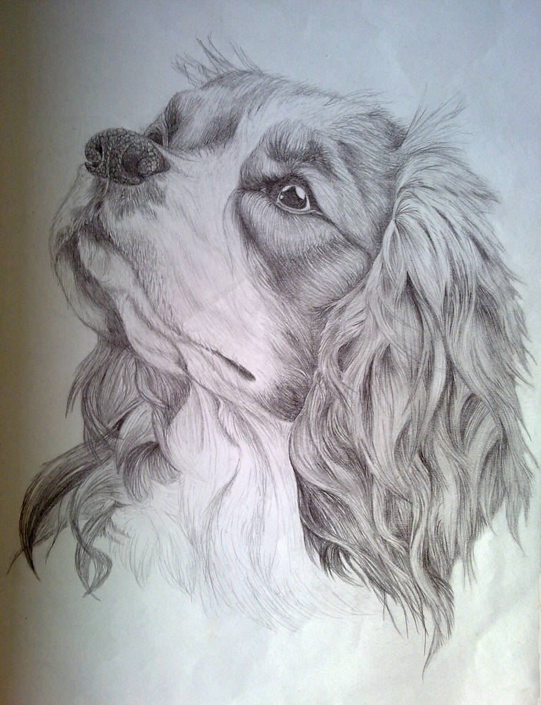 784x1020 cavalier king charles spaniel sketch - Cavalier King Charles Spaniel Drawing