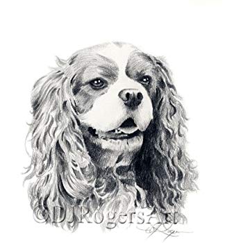 350x350 cavalier king charles spaniel pencil drawing art print - Cavalier King Charles Spaniel Drawing
