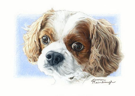 570x407 greeting card of cavalier king charles spaniel drawing etsy - Cavalier King Charles Spaniel Drawing