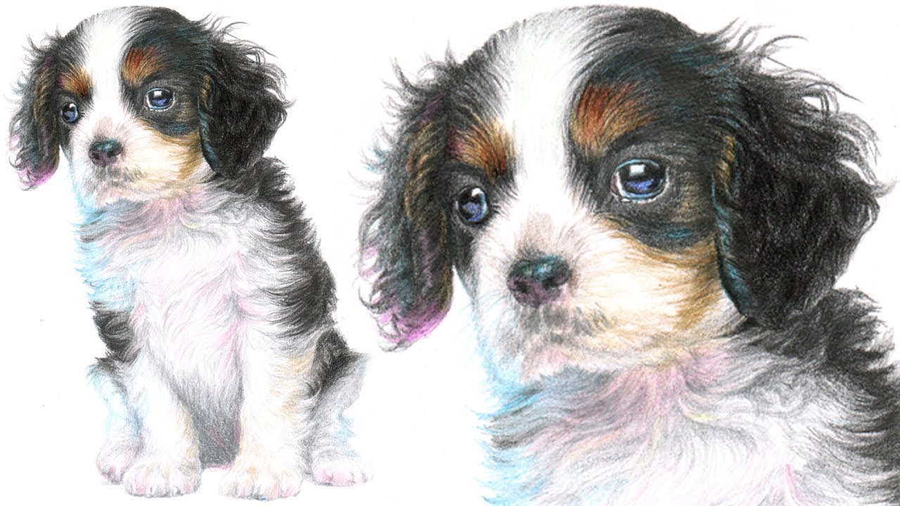 Cavalier King Charles Spaniel Drawing at PaintingValley.com | Explore ...