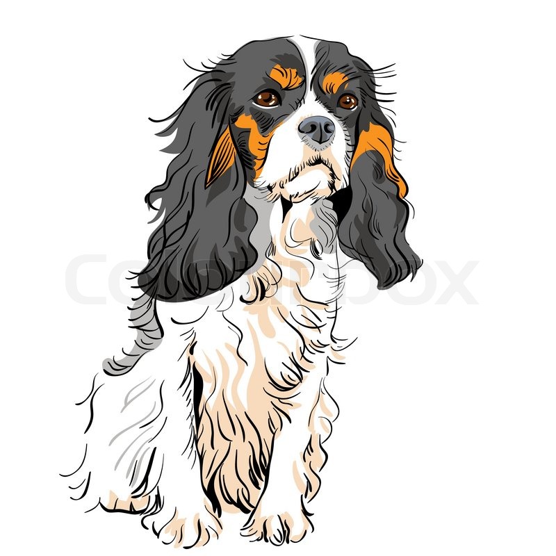 800x800 Image Of The Dog Breed Cavalier King Stock Vector Colourbox - Cavalier King Charles Spaniel Drawing