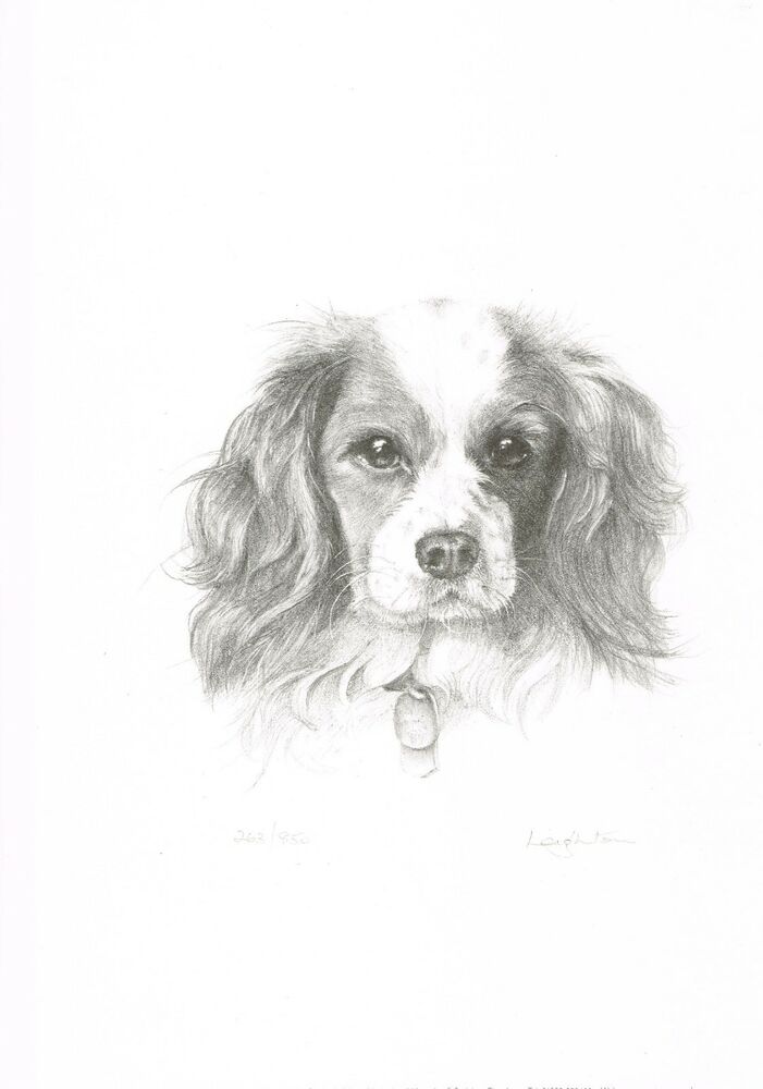 701x1000 limited edition cavalier king charles spaniel pencil drawing - Cavalier King Charles Spaniel Drawing