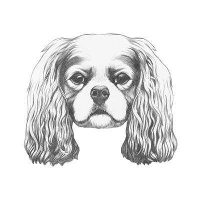 400x400 portrait of cavalier king charles spaniel hand drawn illustration - Cavalier King Charles Spaniel Drawing