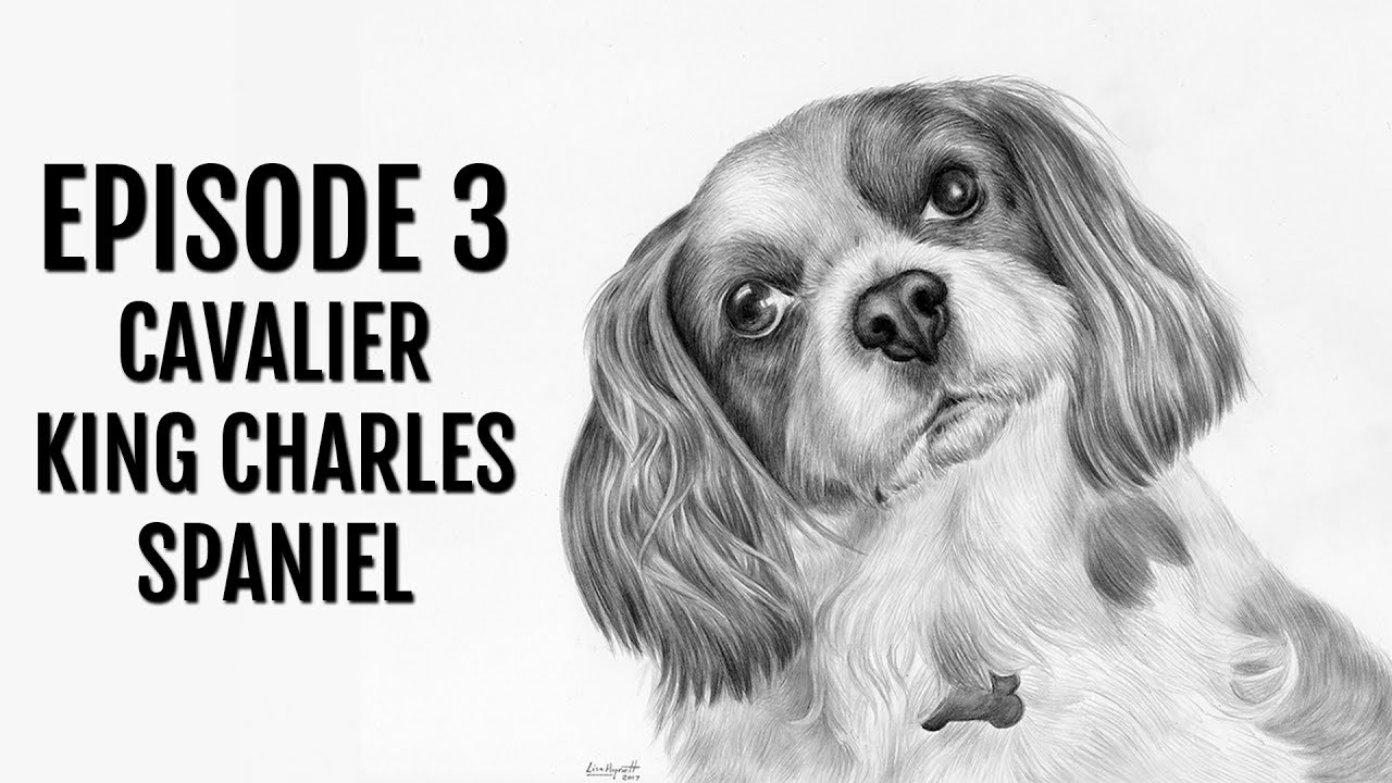 1280x720 Speed Drawing - Cavalier King Charles Spaniel Drawing