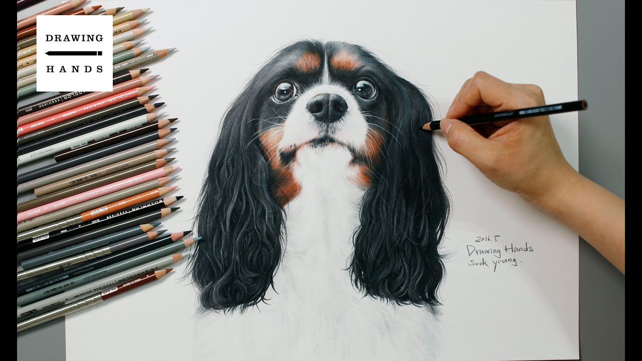 1280x720 Speed Drawing Cavalier King Charles Spaniel - Cavalier King Charles Spaniel Drawing