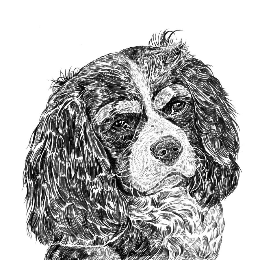 Cavalier King Charles Spaniel Drawing at Explore