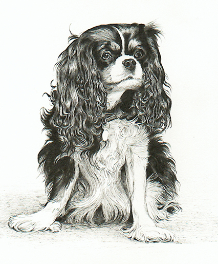 426x514 Portrait Of The Princess's Cavalier King Charles Spaniel - Cavalier King Charles Spaniel Drawing