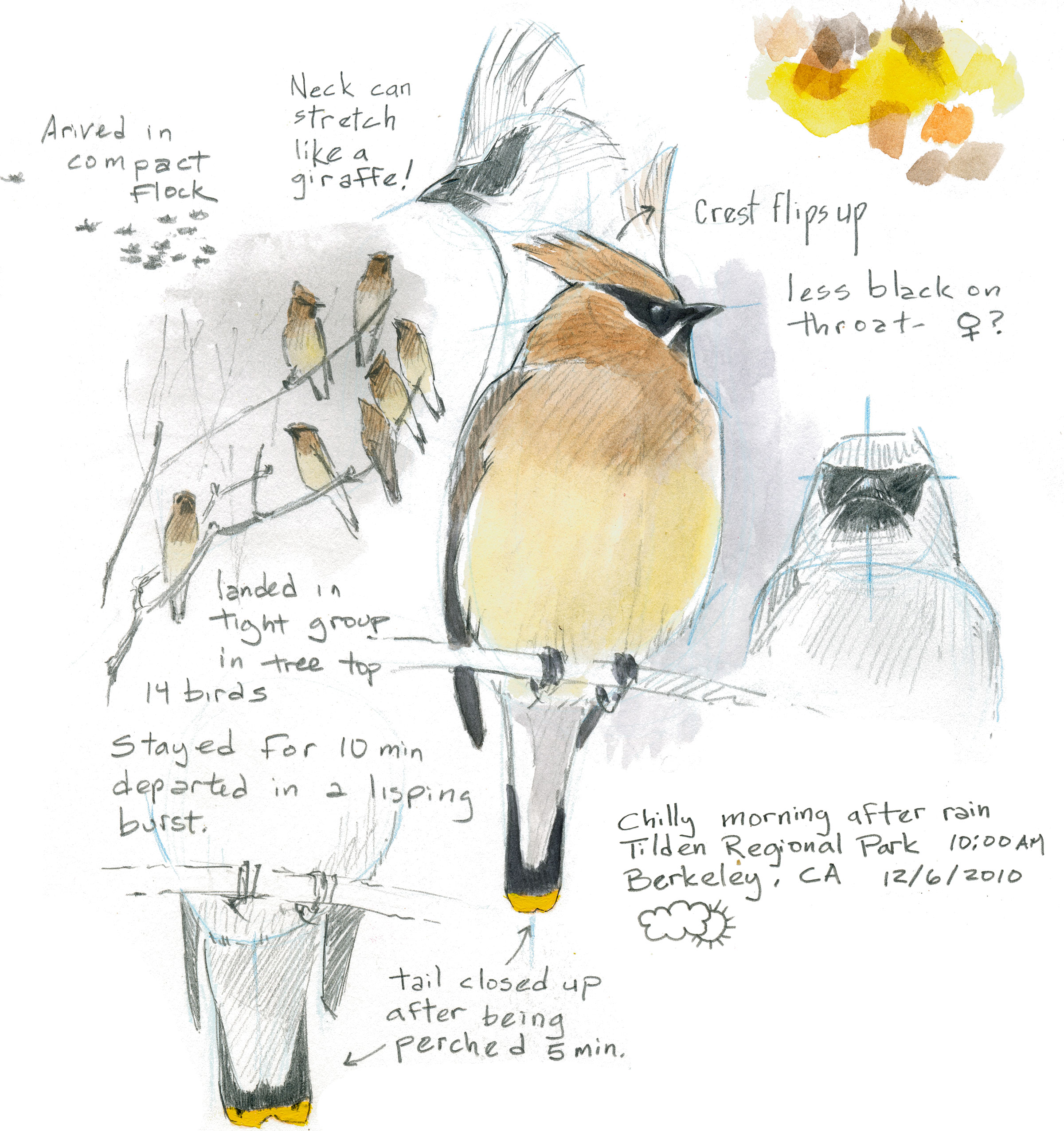 2400x2551 how to draw a bird audubon - Cedar Drawings
