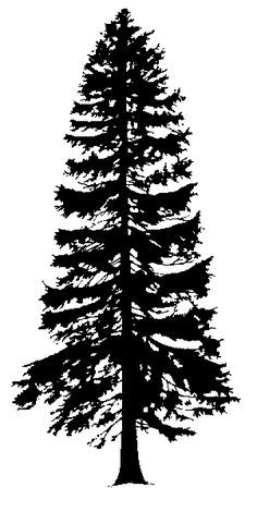 236x470 Image Result For Western Red Cedar Drawing Siluetid Tree - Cedar Drawings